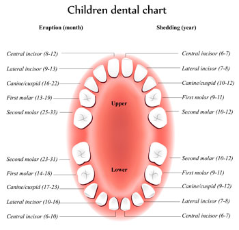 Tooth Eruption Chart - Pediatric Dentist in Ann Arbor, MI
